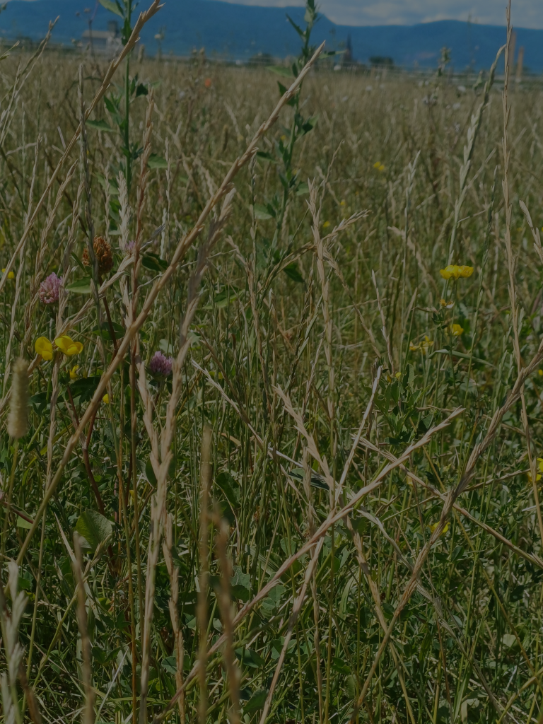 aménagements équestres